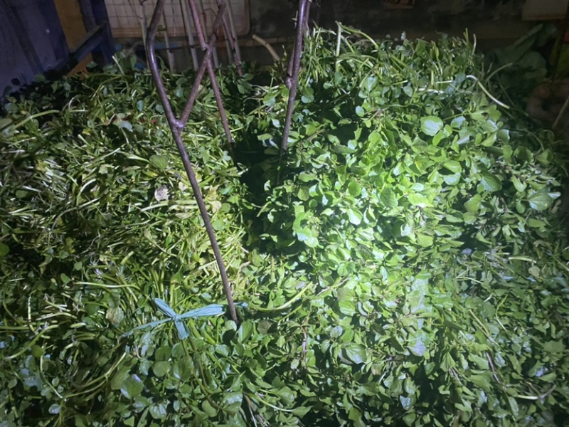 玉林博白县现有西洋菜优质种苗大量上市旱改水项目