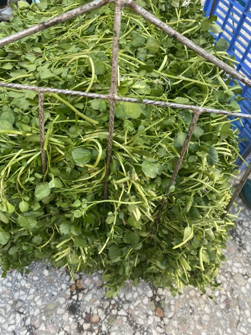 玉林博白县现有西洋菜优质种苗大量上市旱改水项目