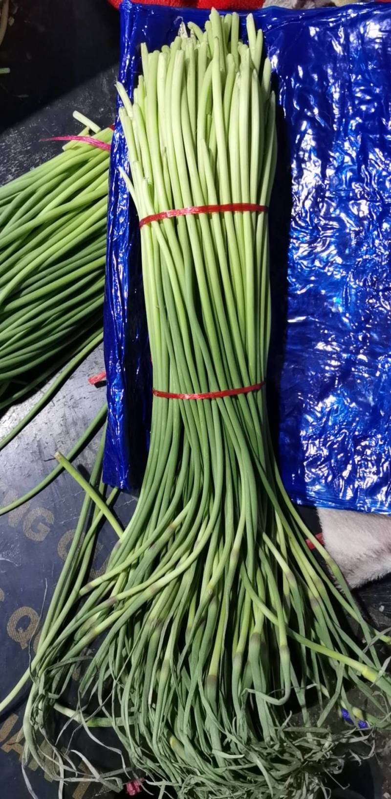 蒜薹
