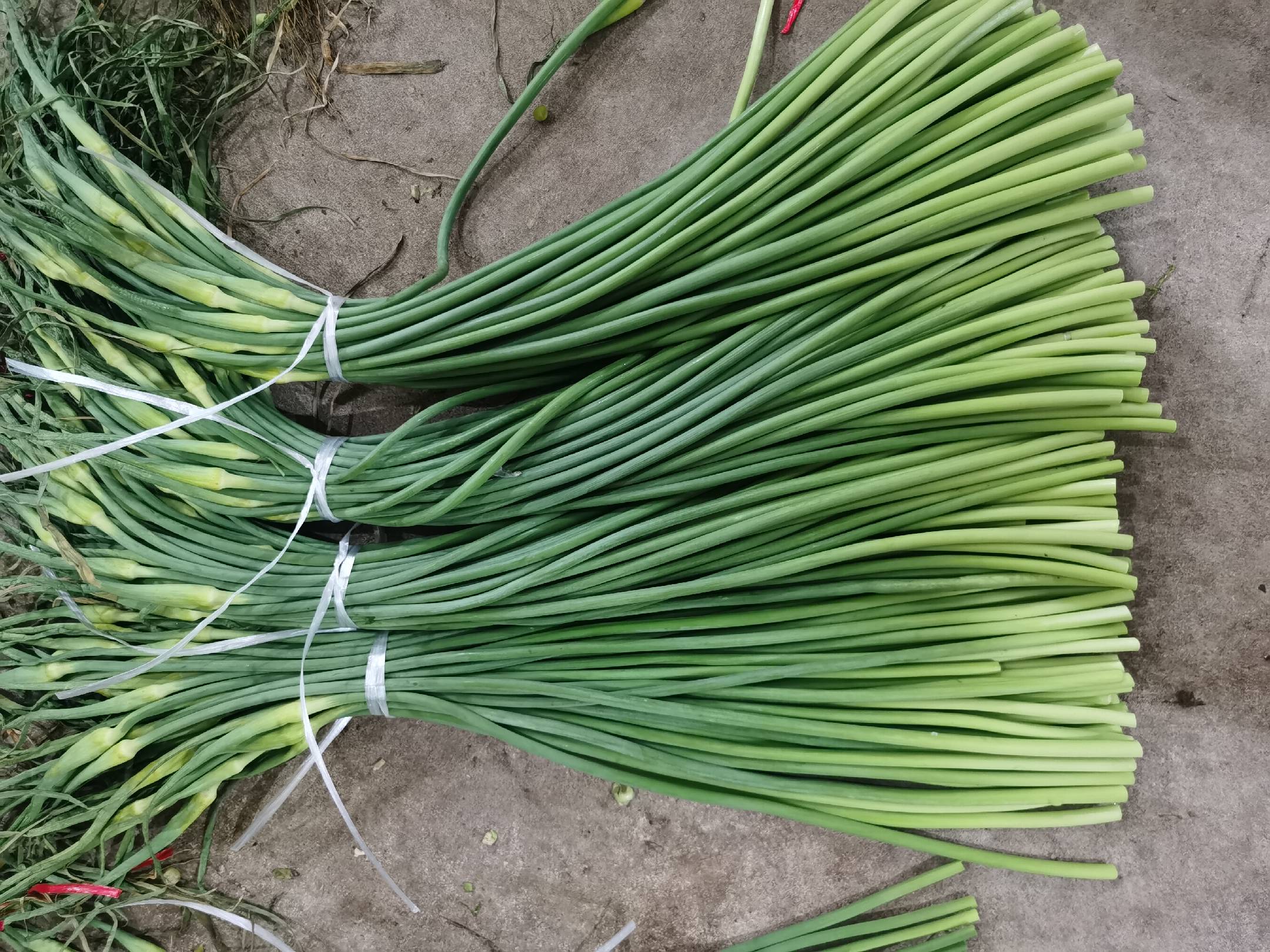 秋葵和蒜苔的原材料展示