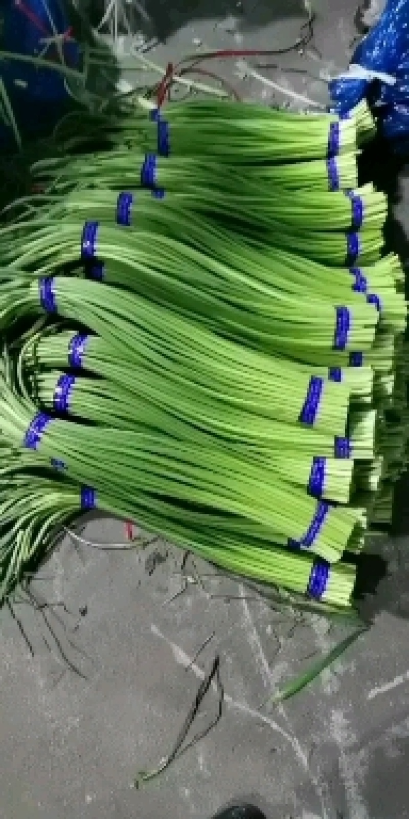 蒜薹