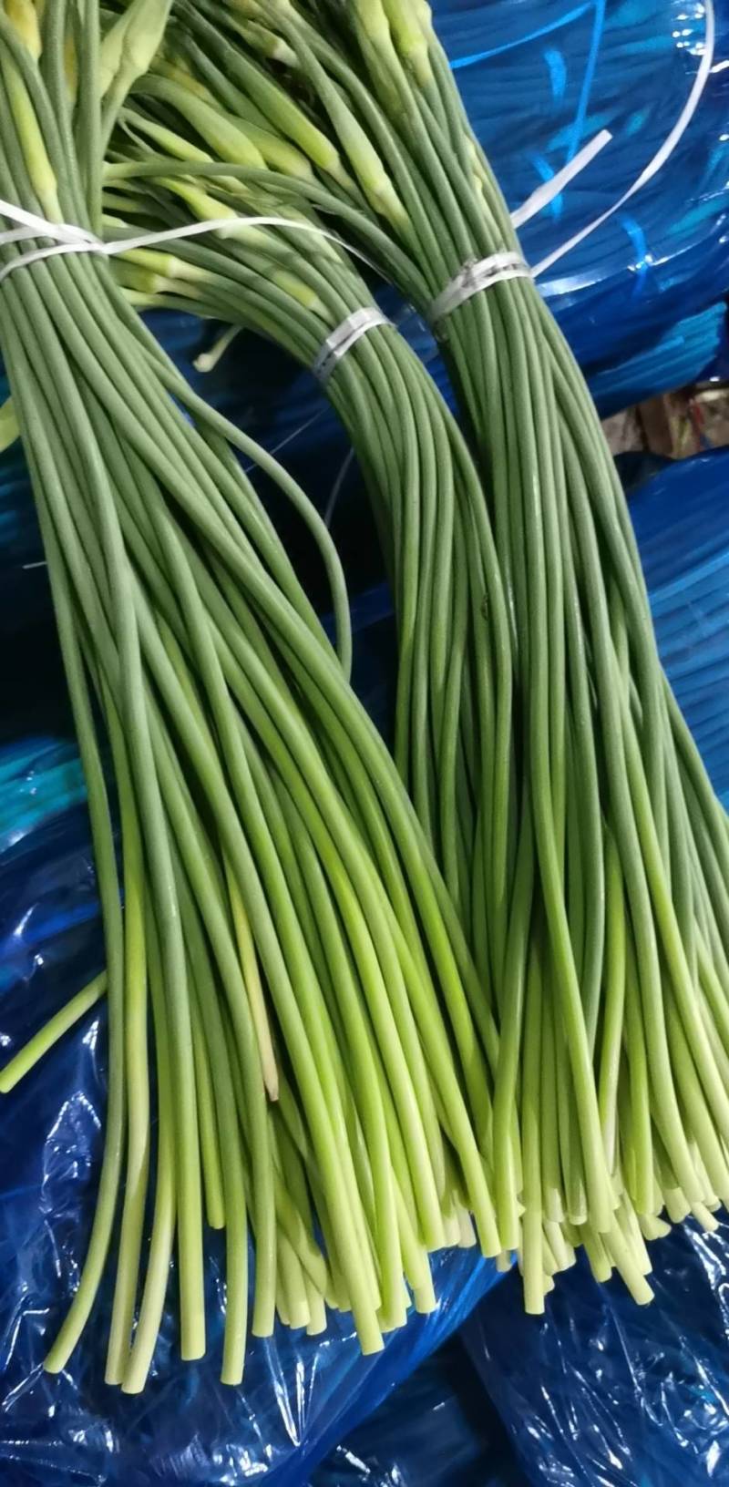 蒜薹