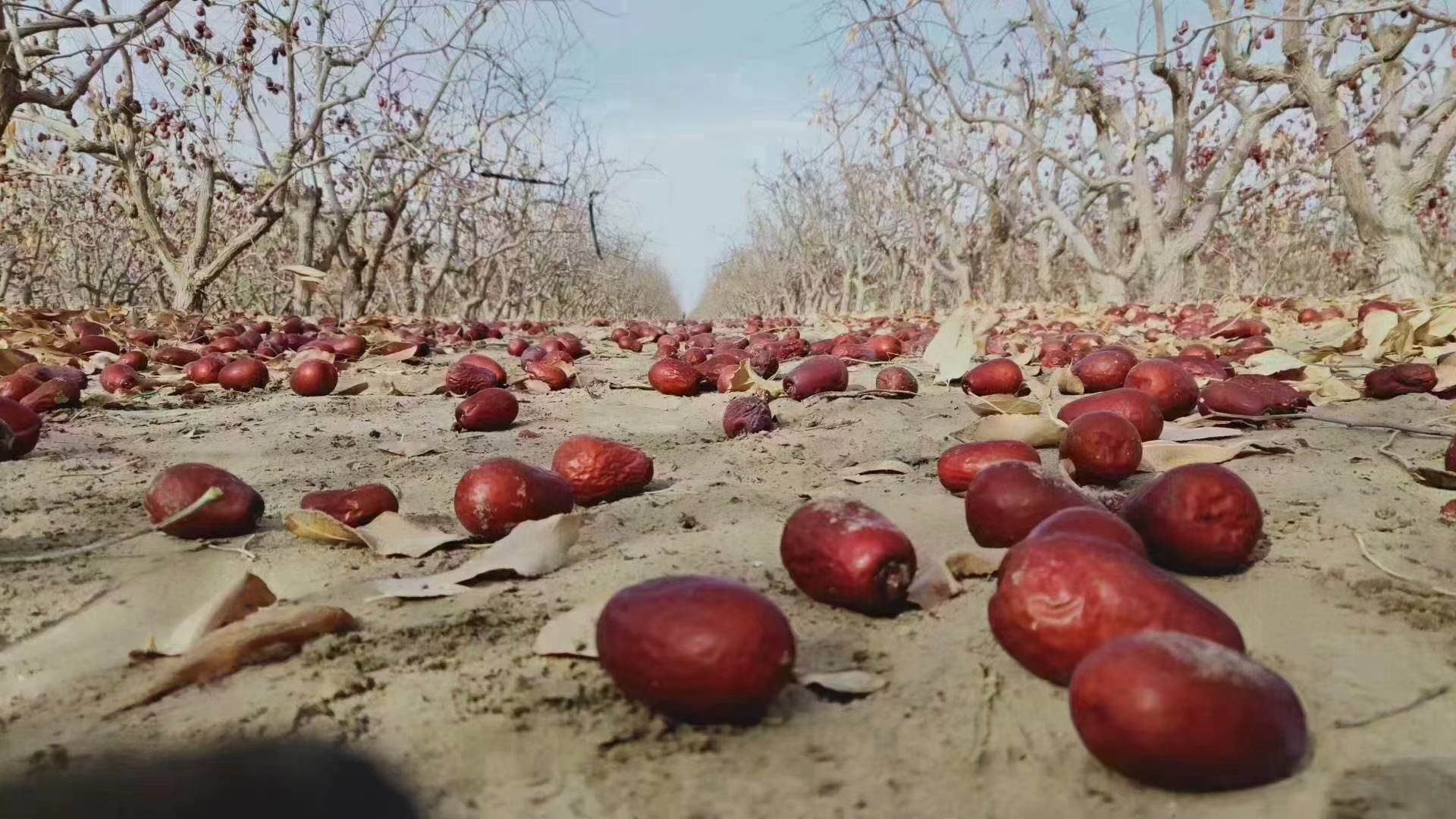 和田大枣种植于新疆和田地区的沙质土地中,背景为昆仑山脉 和田大枣产地风光