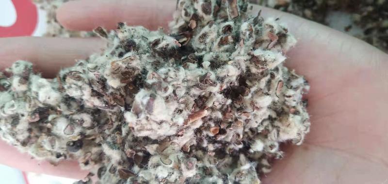 厂家直发棉子壳食用菌棉子壳，种蘑菇用棉子壳