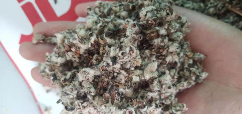厂家直发棉子壳食用菌棉子壳，种蘑菇用棉子壳