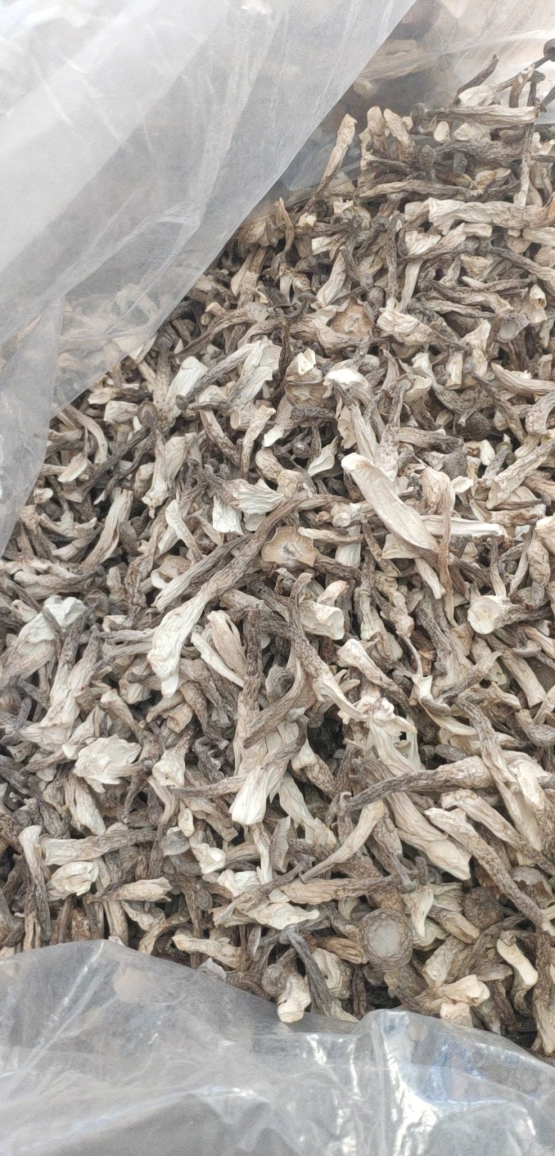 鹿茸菇、可定制包装！各种规格齐全、小包装、定制礼盒等