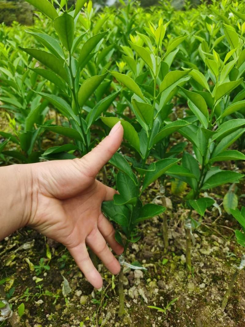 广西灵山新会柑苗，陈皮柑苗，四会柑苗，小青柑苗
