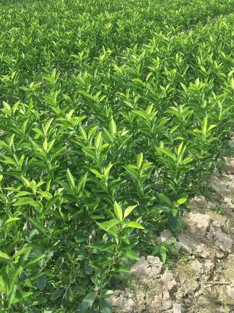 广西灵山新会柑苗，陈皮柑苗，四会柑苗，小青柑苗