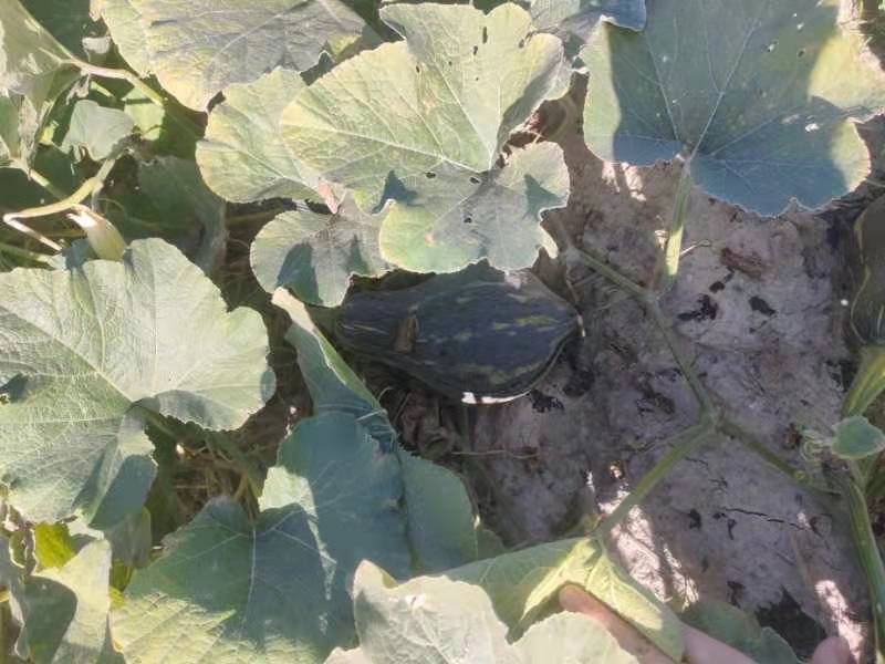 【精品】广东香芋南瓜大量上市，质量好价格低发全国欢迎咨询