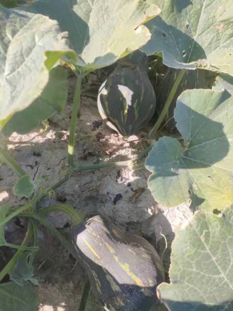 【精品】广东香芋南瓜大量上市，质量好价格低发全国欢迎咨询