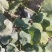 【精品】广东香芋南瓜大量上市,质量好价格低发全国欢迎咨询