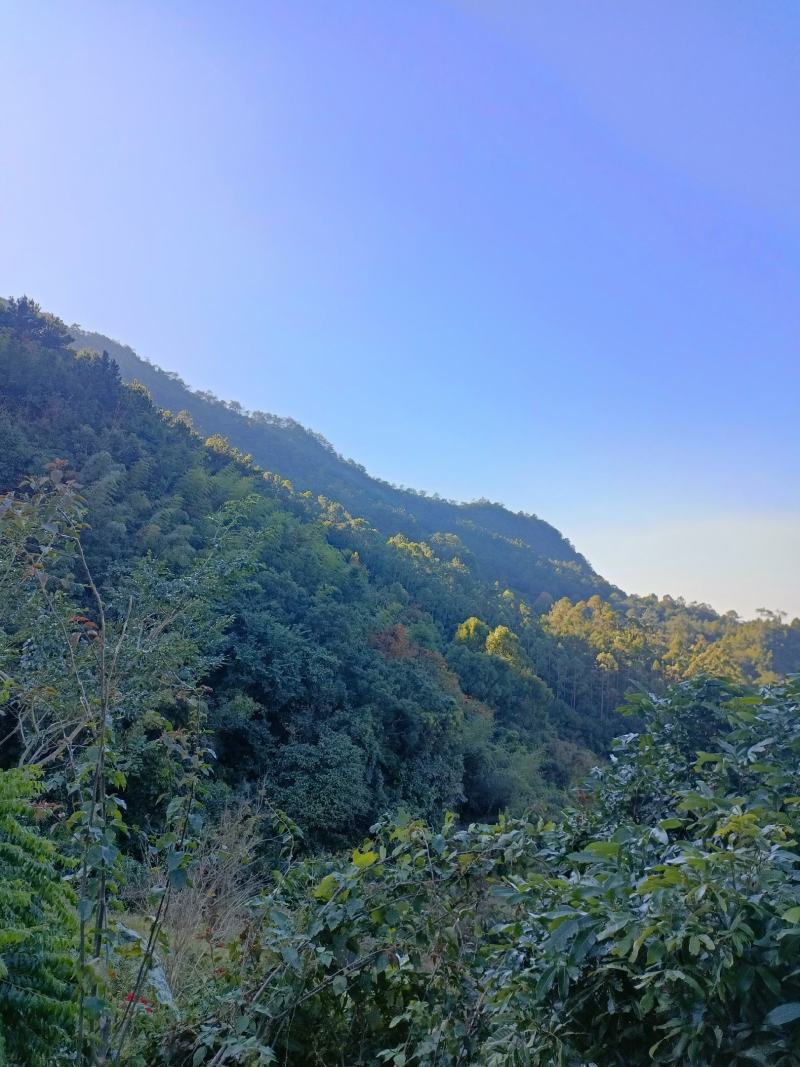 山地出租转让。