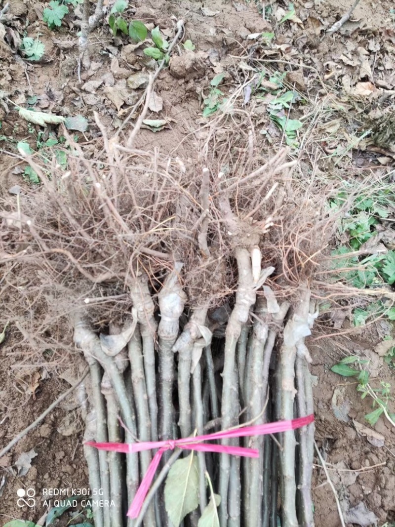 嫁接苹果苗2年苗红富士。烟富8号中秋王鲁梨苹果