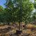 福建澳洲火焰木批发基地.8至20公分火焰木.广东澳州火焰木