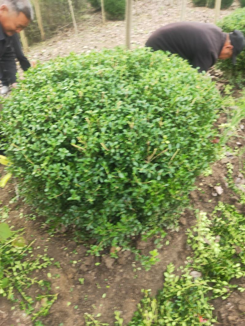 瓜子黄杨球一米二自家苗圃出货量大沭阳直发