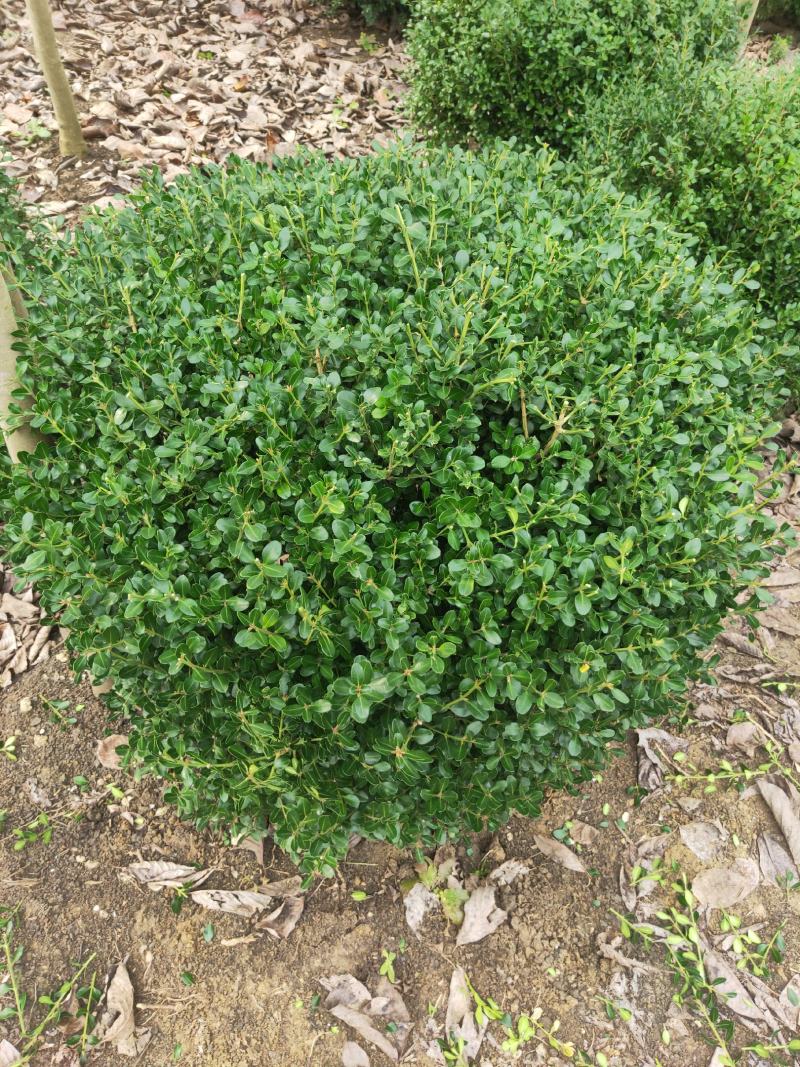 瓜子黄杨球一米二自家苗圃出货量大沭阳直发