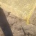 玉米秸秆柔丝！无膜！无土！包过夏。