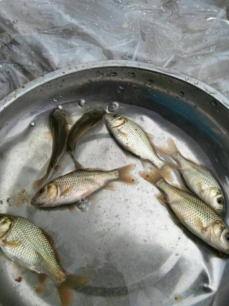 贵州鲤鱼苗，货源充足，水产养殖企业，农村水产，高密度养殖