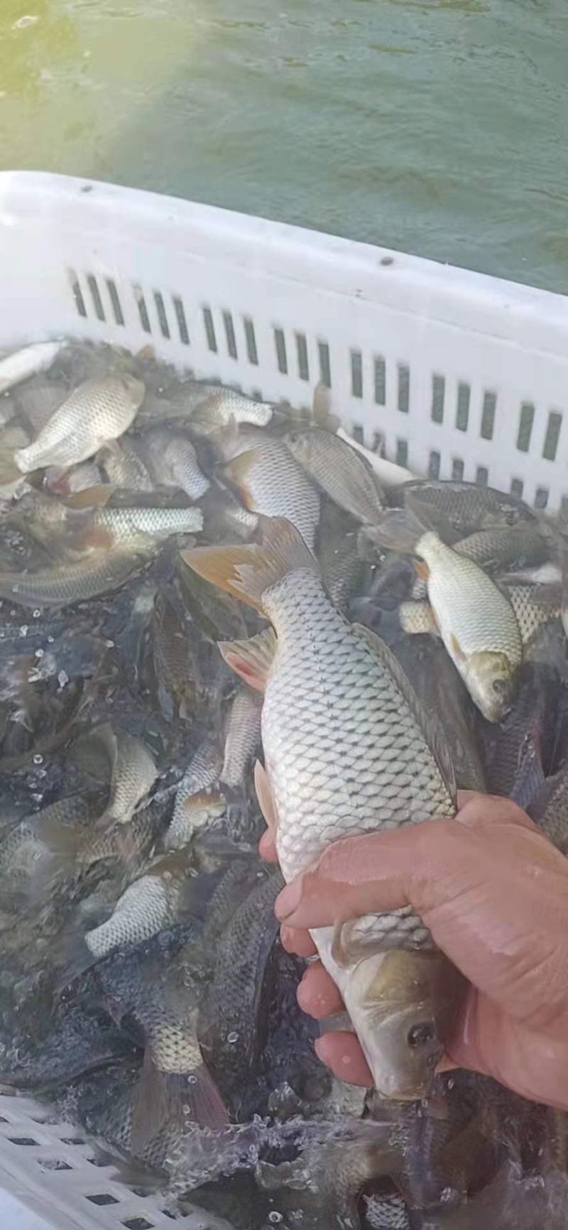 贵州鲤鱼苗，货源充足，水产养殖企业，农村水产，高密度养殖