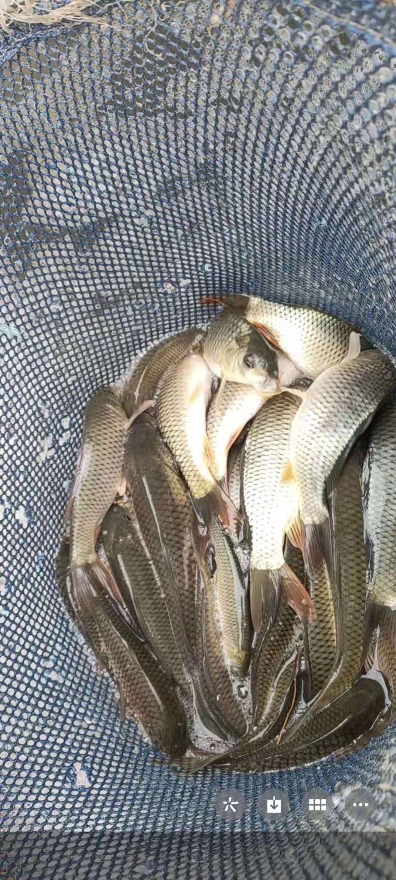 贵州鲤鱼苗，货源充足，水产养殖企业，农村水产，高密度养殖
