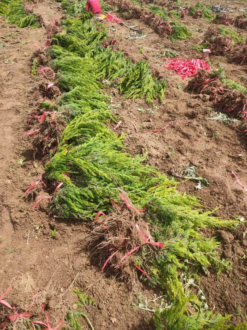 30-50高小龙柏质量如视频，江苏沭阳基地直发无中间商差