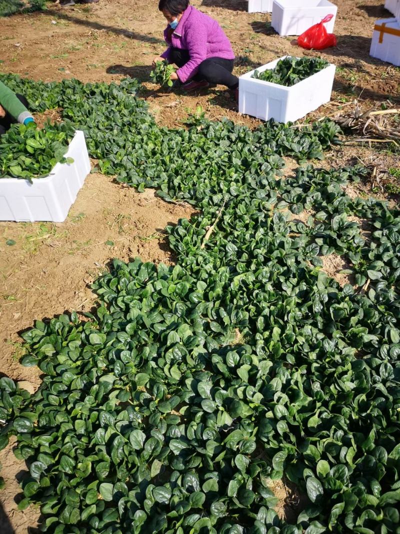 精品越冬爬地菠菜,手工干净，出货量大电商超市
