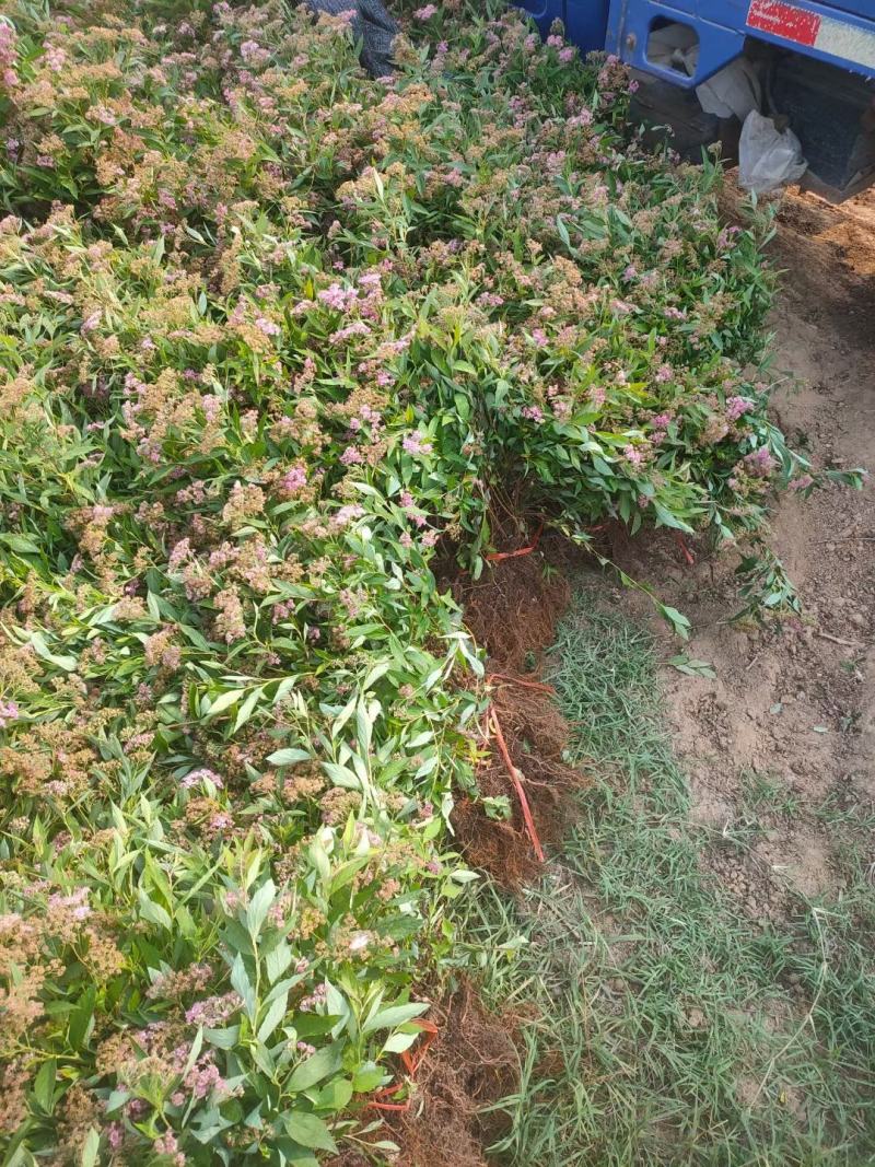 绣线菊自产自销量大从优江苏沭阳基地直发无中间商差价