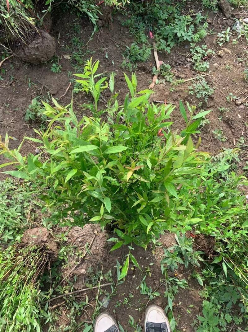 绣线菊自产自销量大从优江苏沭阳基地直发无中间商差价