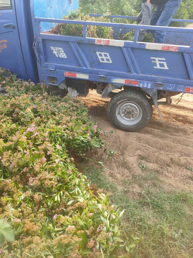 绣线菊自产自销量大从优江苏沭阳基地直发无中间商差价