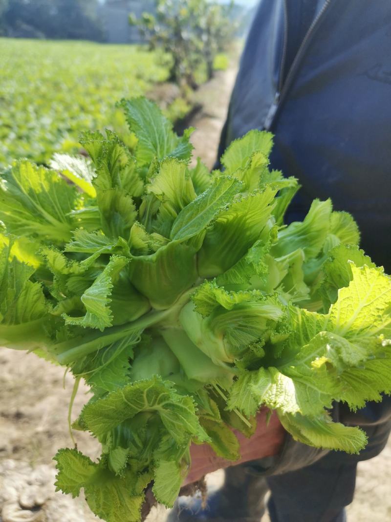 精品儿菜，毛菜，半毛菜，母子菜，光头儿菜，净儿，全毛菜