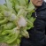 精品儿菜，毛菜，半毛菜，母子菜，光头儿菜，净儿，全毛菜