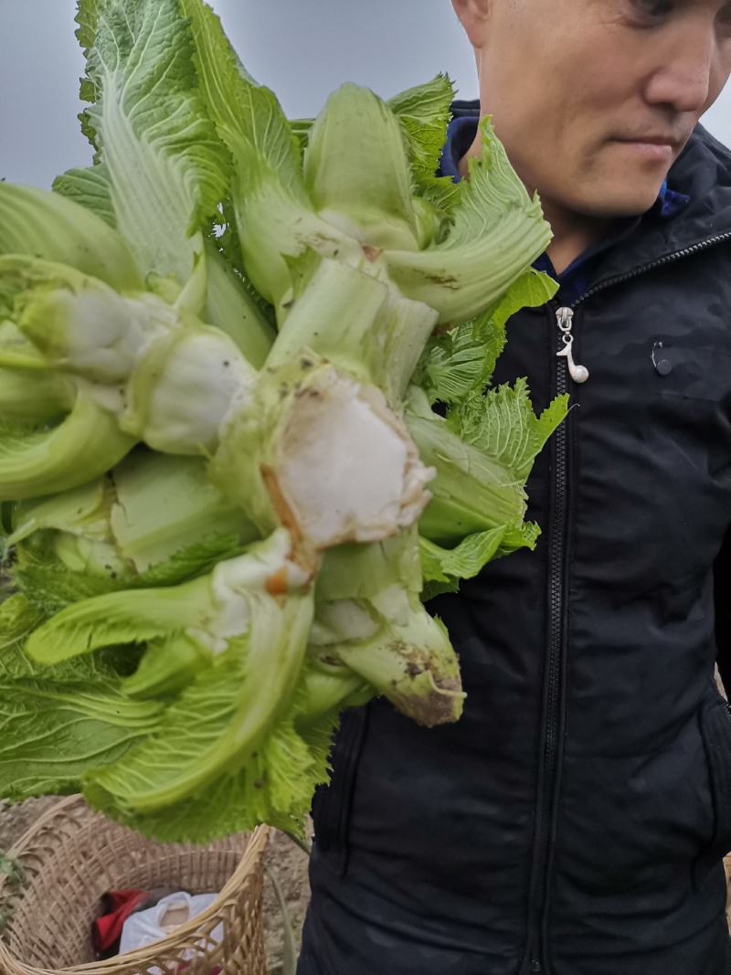 精品儿菜，毛菜，半毛菜，母子菜，光头儿菜，净儿，全毛菜
