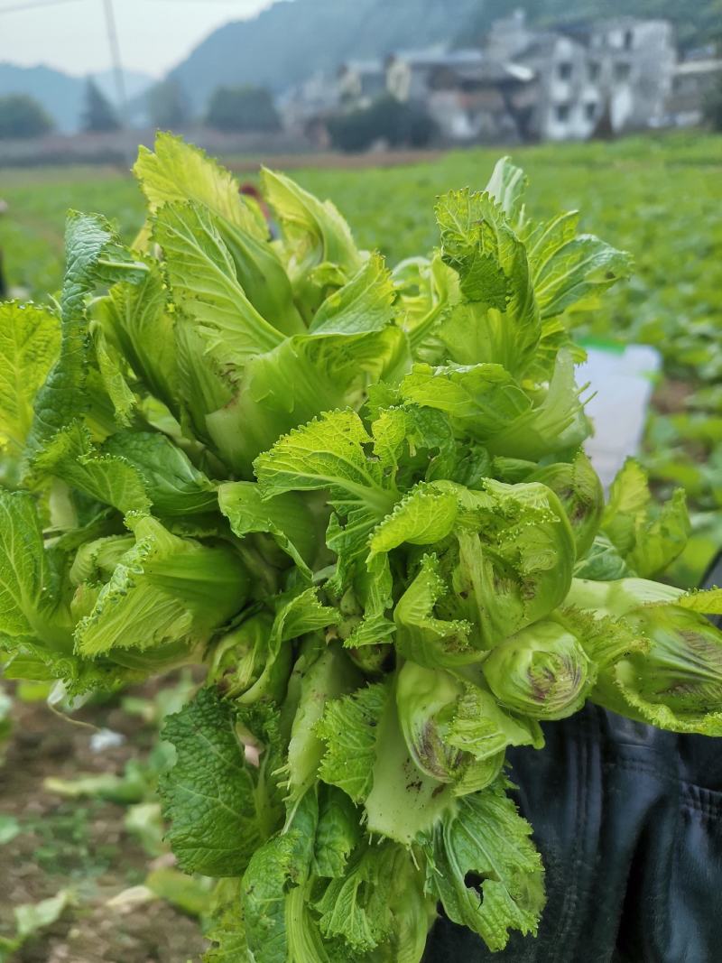 精品儿菜，毛菜，半毛菜，母子菜，光头儿菜，净儿，全毛菜
