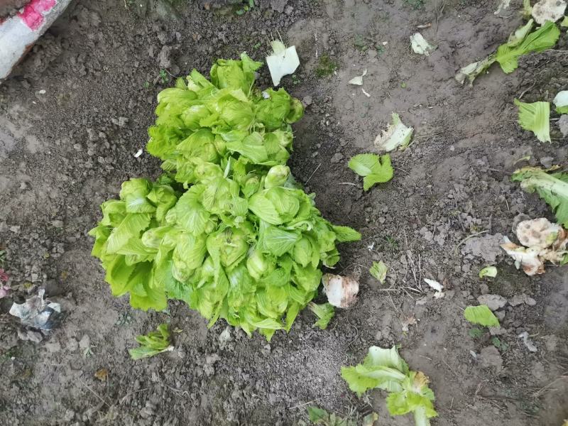 精品儿菜，毛菜，半毛菜，母子菜，光头儿菜，净儿，全毛菜