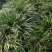 麦冬草耐寒耐旱一年四季适栽立马出效果江苏沭阳基地直发