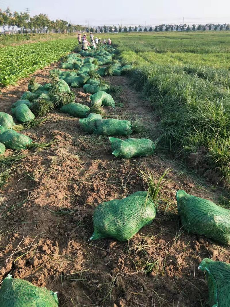 麦冬草耐寒耐旱一年四季适栽立马出效果江苏沭阳基地直发