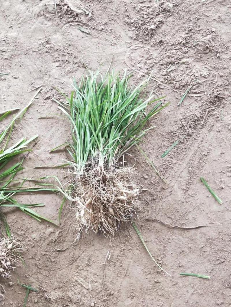 麦冬草耐寒耐旱一年四季适栽立马出效果江苏沭阳基地直发