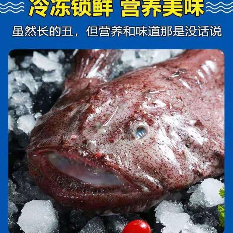 安康鱼/琵琶鱼味道鲜美肉质鲜韧有嚼劲欢迎选购一条发货