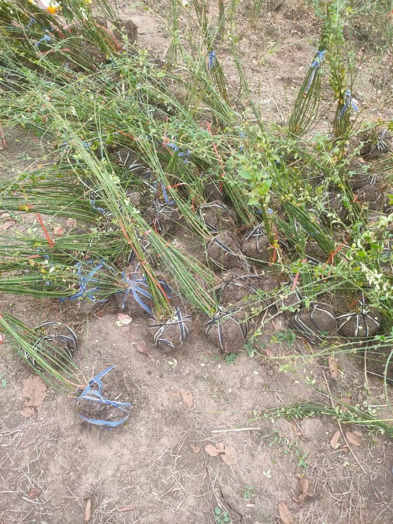 迎春30-80高度规格齐全沭阳基地现挖量大无中间商差价