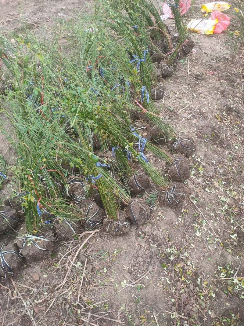 迎春30-80高度规格齐全沭阳基地现挖量大无中间商差价