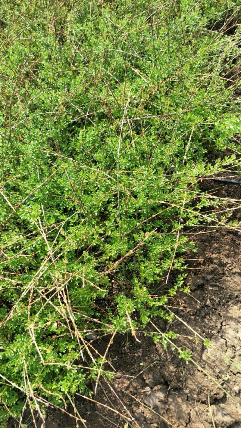 迎春30-80高度规格齐全沭阳基地现挖量大无中间商差价