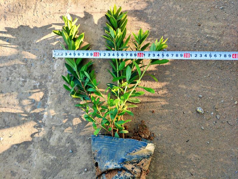 毛杜鹃批发价格16*14杯不散杯易存活种植杜鹃