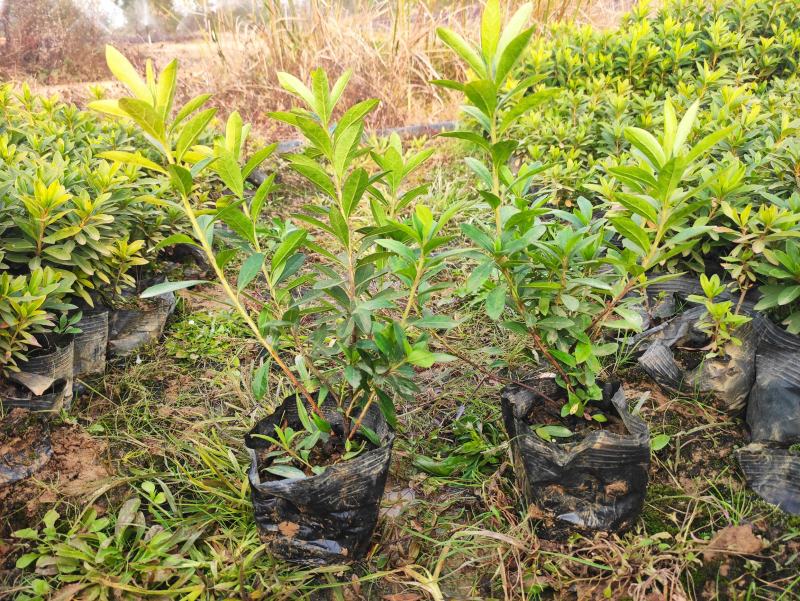 毛杜鹃批发价格16*14杯不散杯易存活种植杜鹃