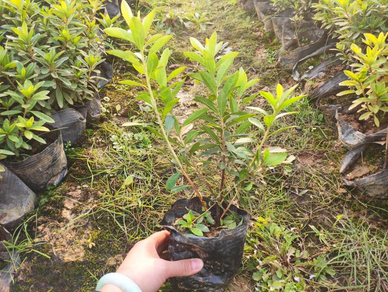 更新毛杜鹃图片规格价格批发报价行情1湖北湖南陕西生产基地