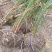 迎春30-80高度规格齐全沭阳基地现挖量大无中间商差价