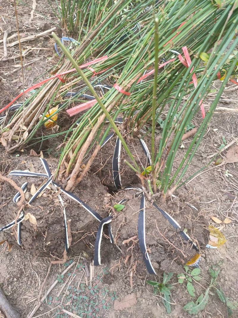 迎春30-80高度规格齐全沭阳基地现挖量大无中间商差价