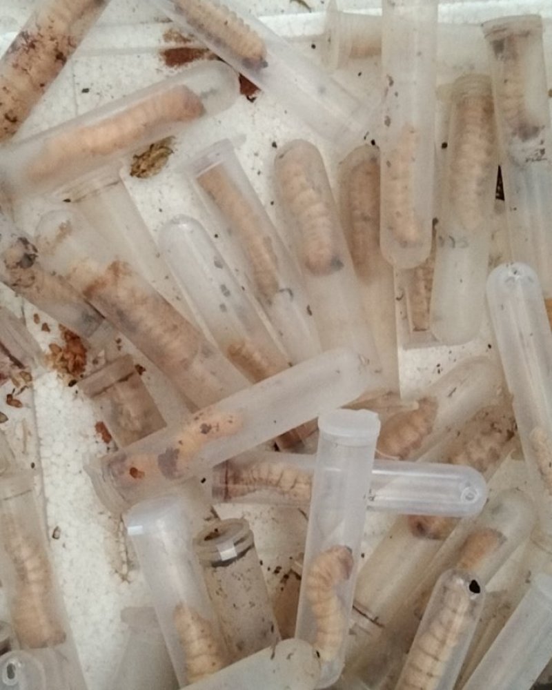 预售湖南，云实树~斗米虫，天牛幼虫2克起~老虎刺虫