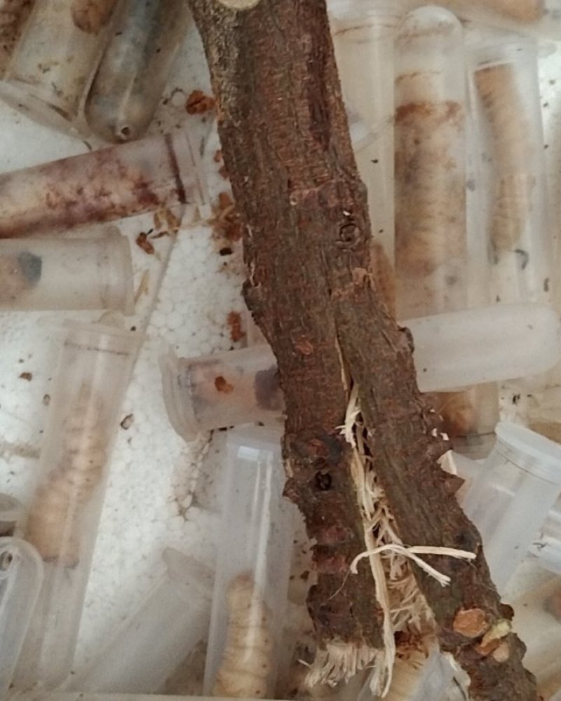 预售湖南，云实树~斗米虫，天牛幼虫2克起~老虎刺虫