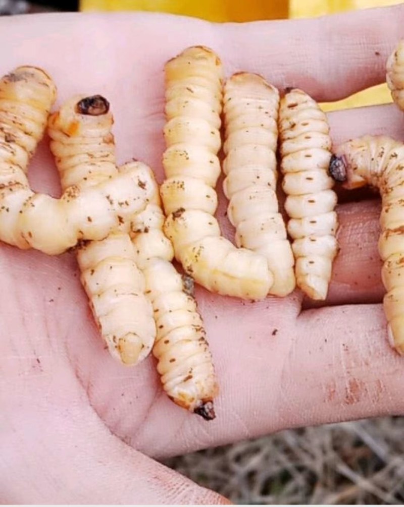 预售湖南，云实树~斗米虫，天牛幼虫2克起~老虎刺虫