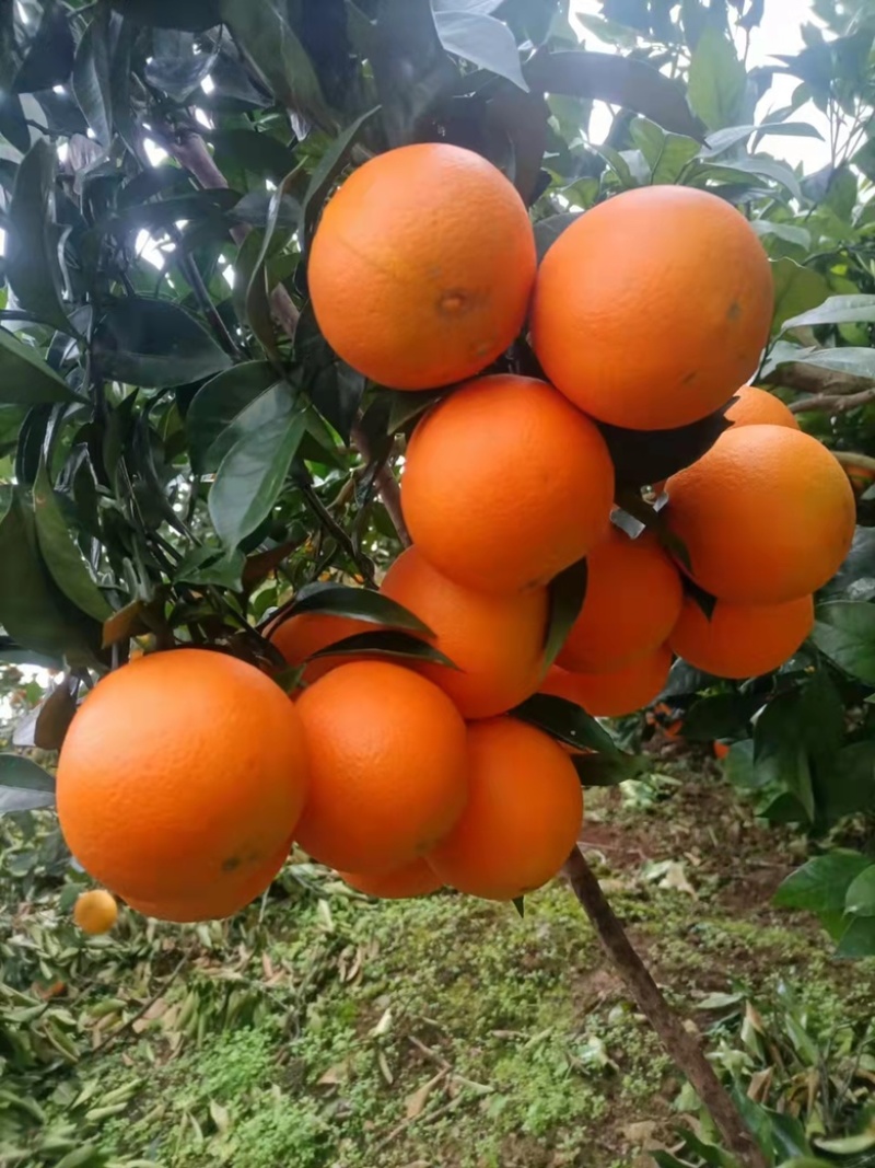 湖南省保靖县比耳脐橙果大味甜，诚心诚意卖橙🍊